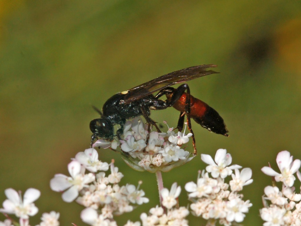 Un ichneumonide da identificare